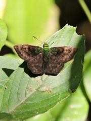 Gorgopas trochilus