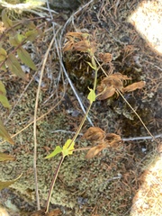 Penstemon serrulatus
