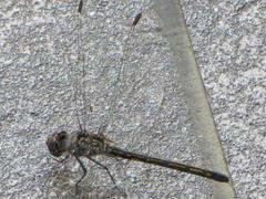 Trithemis aconita