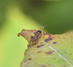 Barichneumon sorex