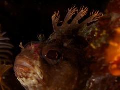 Chinese Klipfish photo 2