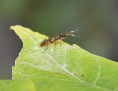 Barichneumon sorex