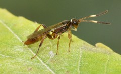 Barichneumon sorex