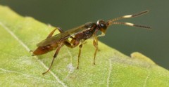 Barichneumon sorex