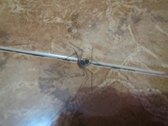 Paraphrynus raptator