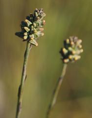 Thesium spicatum