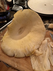 Pleurotus levis