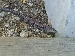 Elgaria multicarinata