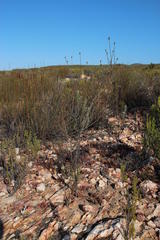 Thesium spicatum