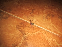 Paraphrynus raptator