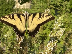 Papilio glaucus