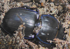 Pasimachus sublaevis