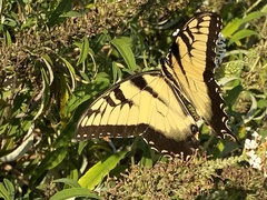 Papilio glaucus