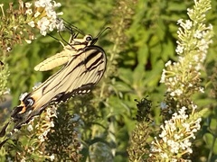 Papilio glaucus