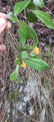 Azara integrifolia