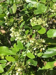 Cynanchum ellipticum