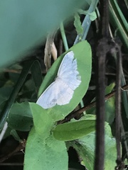Cyclophora pendulinaria