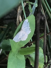 Cyclophora pendulinaria