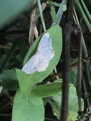 Cyclophora pendulinaria