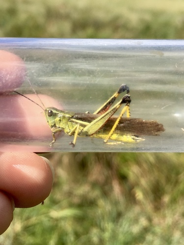 Striped Sedge Grasshopper photo 3