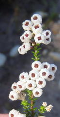 Erica formosa