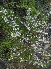 Erica formosa