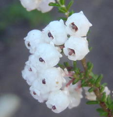 Erica formosa