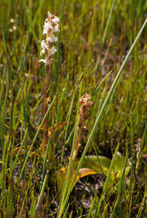 Satyrium stenopetalum