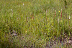 Satyrium stenopetalum