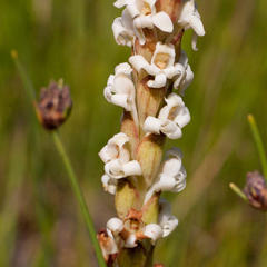 Satyrium stenopetalum