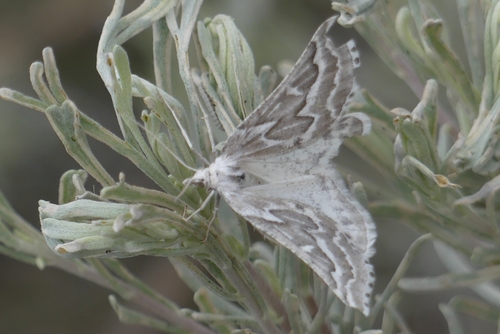 Sagebrush Girdle Moth
