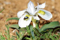 Moraea falcifolia