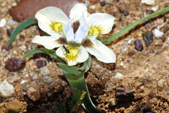 Moraea falcifolia