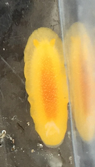 Doriopsilla albopunctata