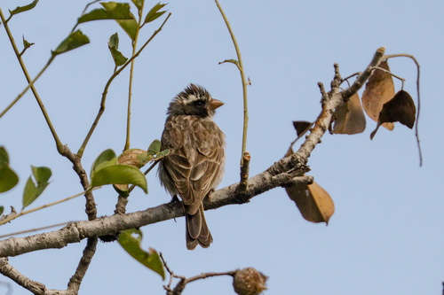 Black-eared Seedeater (Crithagra mennelli), photo 4