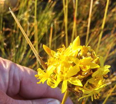 Bobartia macrospatha macrospatha