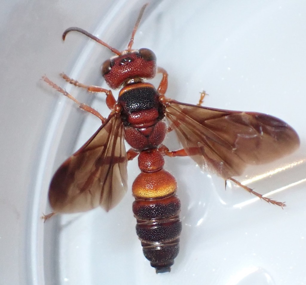 Cerceris flavofasciata