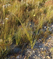 Bobartia macrospatha macrospatha