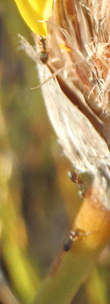 Ant