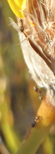 Ant