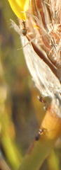 Technomyrmex pallipes