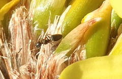 Technomyrmex pallipes