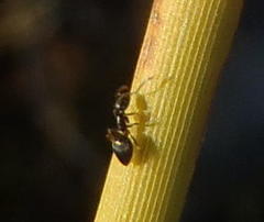 Technomyrmex pallipes
