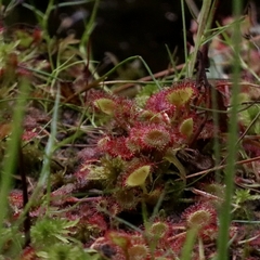 Drosera rotundifolia