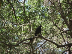 Buteogallus