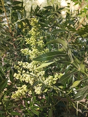 Rhus lanceolata