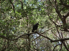 Buteogallus