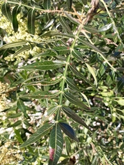 Rhus lanceolata