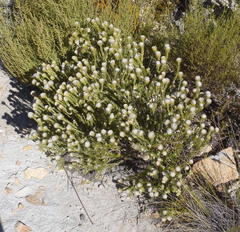 Phylica nigromontana
