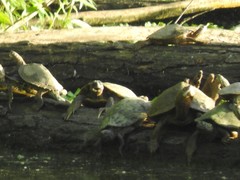 Graptemys pseudogeographica